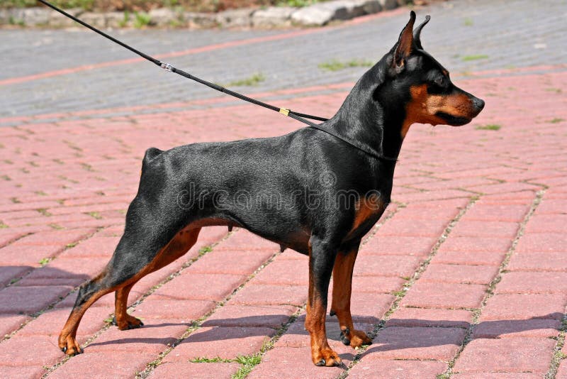 Miniaturowy Pinscher obrazy stock