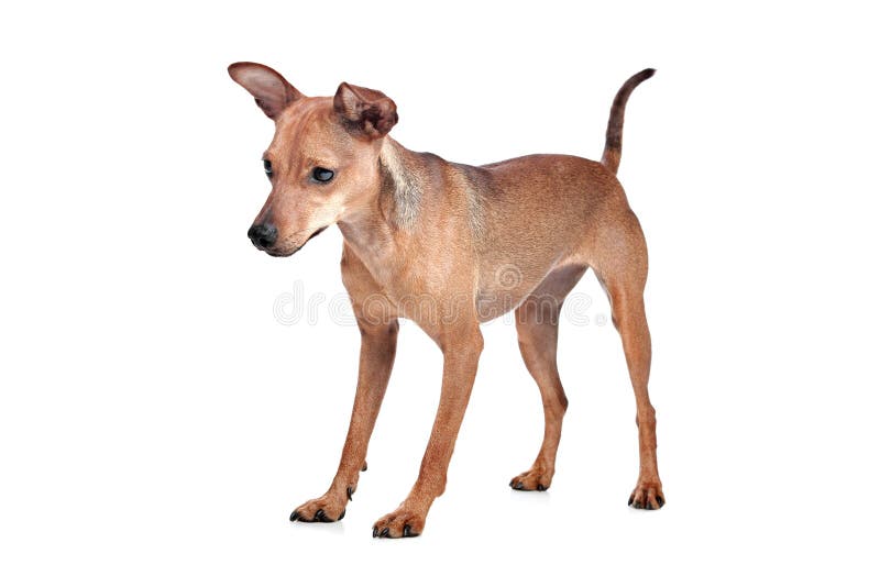 Miniaturowy pinscher obraz stock