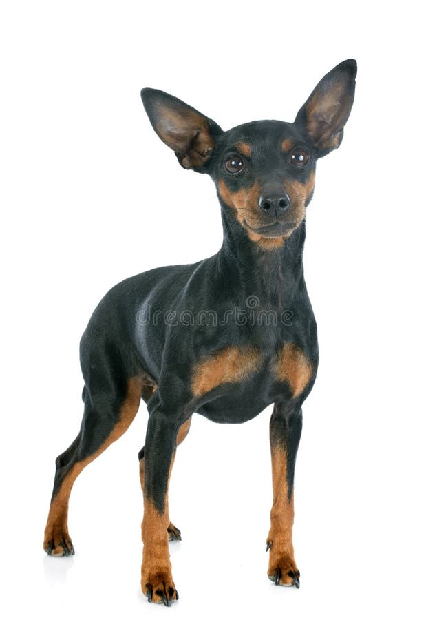 Miniaturowy pinscher zdjęcie royalty free