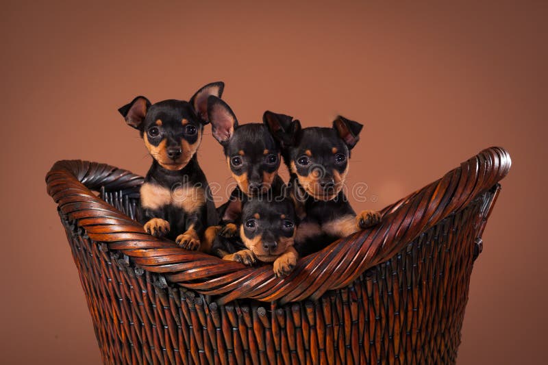Miniaturowy Pinscher zdjęcie royalty free