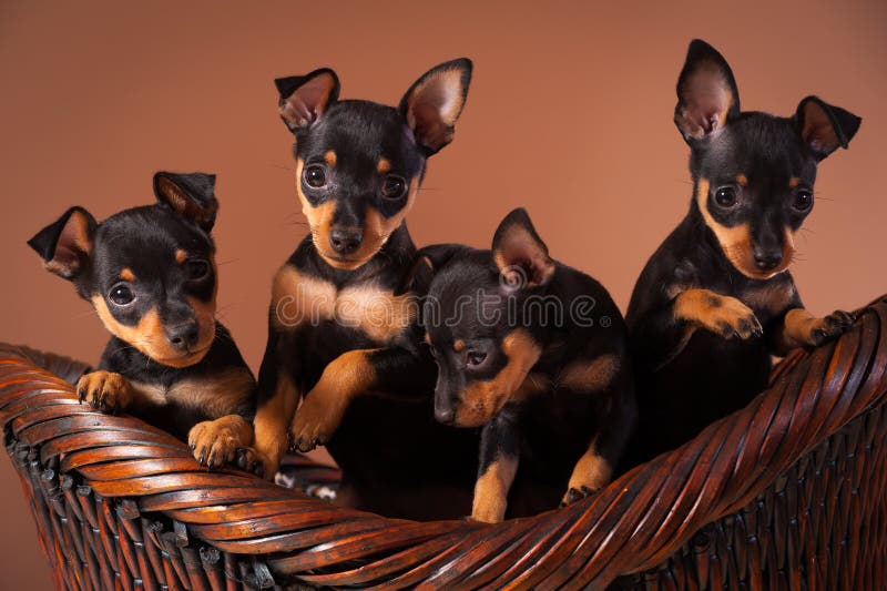 Miniaturowy Pinscher obrazy stock