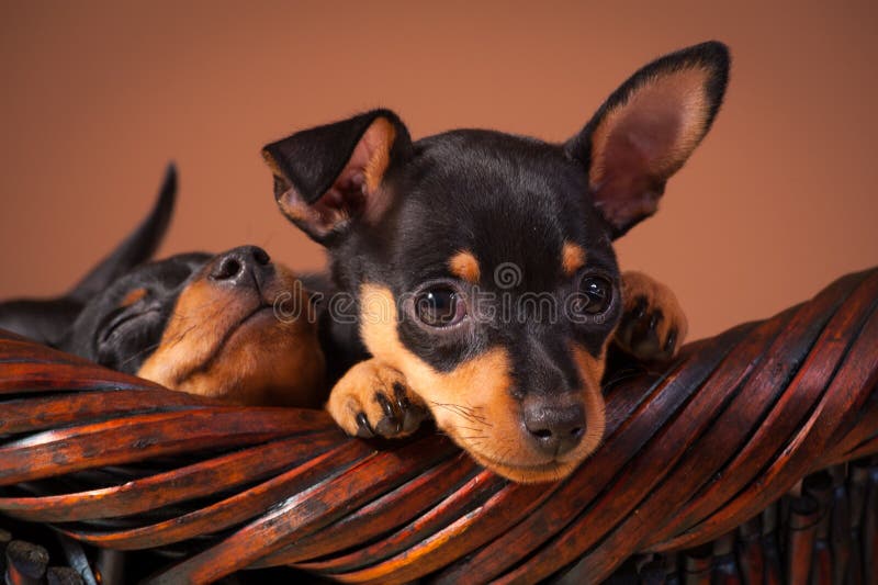 Miniaturowy Pinscher zdjęcia royalty free