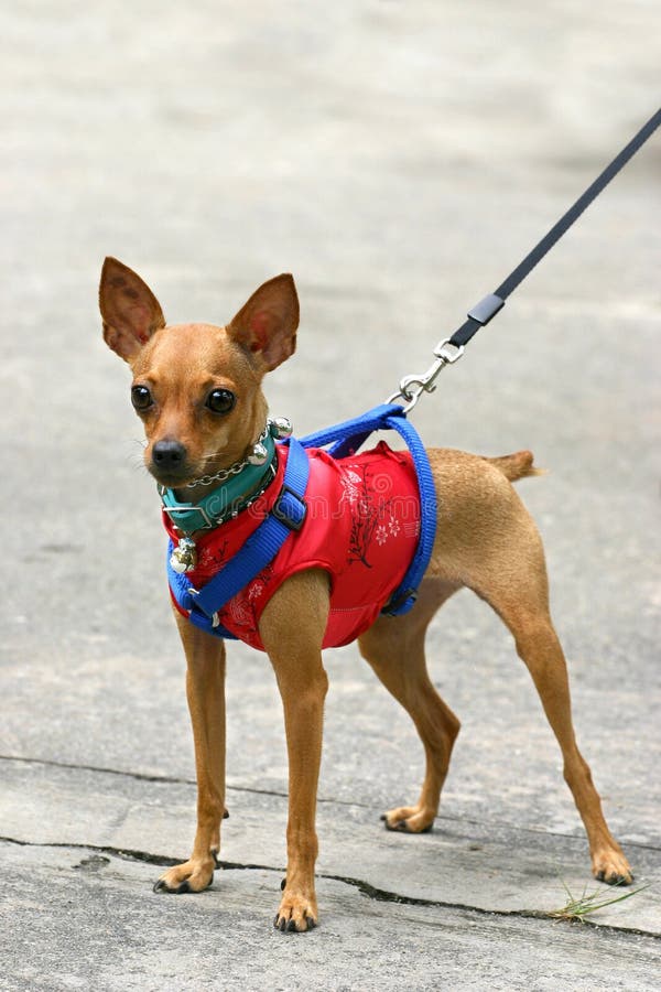 Miniaturowy pinscher zdjęcia royalty free