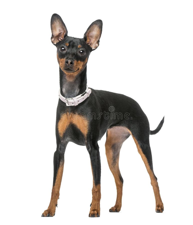 Miniaturowy Pinscher (7 miesięcy starych) zdjęcie royalty free