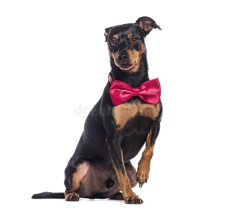 Miniaturowy pinscher noszący czerwony muszkę siedzący i podnoszący łapę obraz royalty free