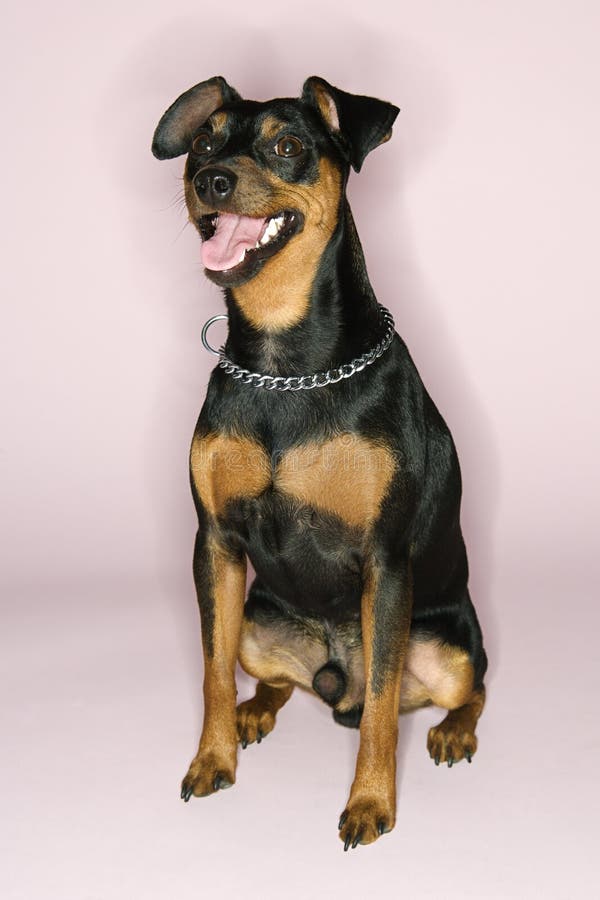 Miniaturowy pinscher pies zdjęcie stock