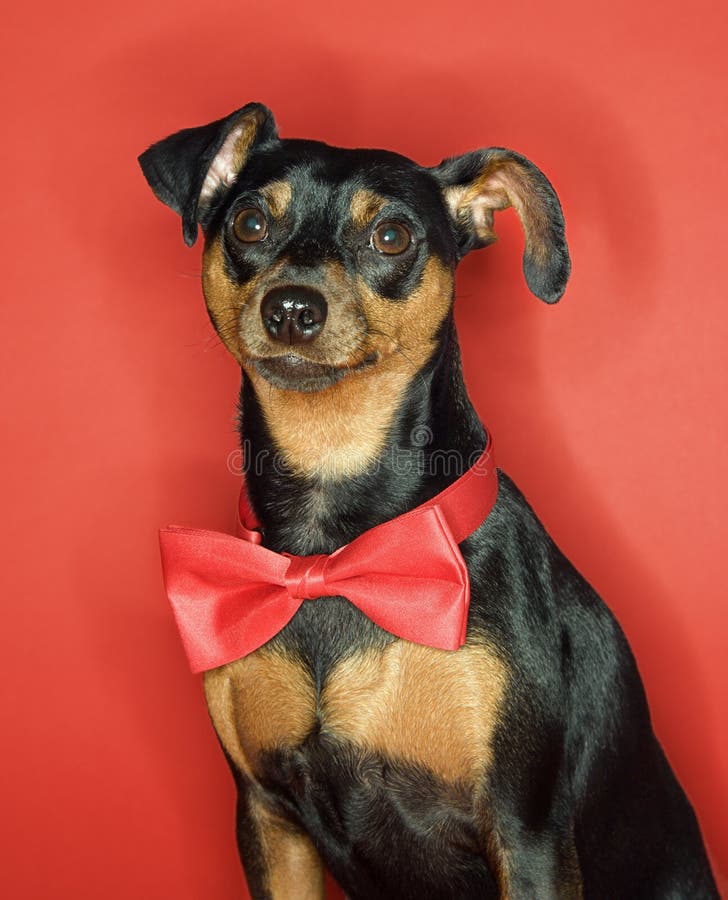 Miniaturowy pinscher pies obraz stock