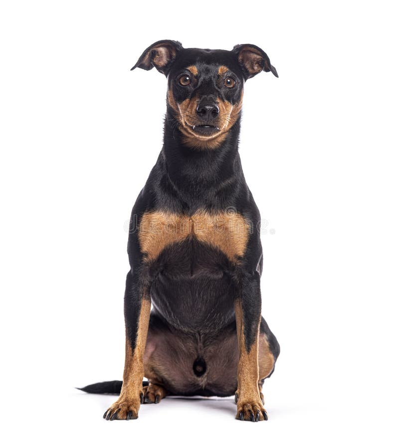 Miniaturowy pinscher siedzący i oglądający kamerę na białym tle zdjęcia stock