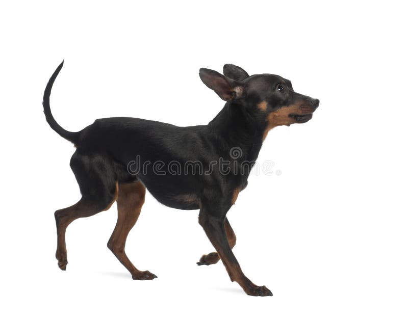 Miniaturowy Pinscher, starych 10 miesiąc zdjęcia royalty free