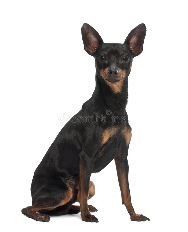 Miniaturowy Pinscher, starych 10 miesiąc, obsiadanie fotografia stock