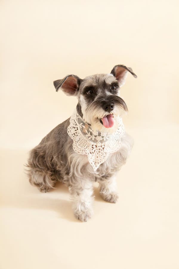 Miniaturowy Schnauzer siedzi na żółtym tle. Śliczny Miniaturowy Schnauzer siedzi i Patrzejący wprawiać w zakłopotanie na żółtym tle