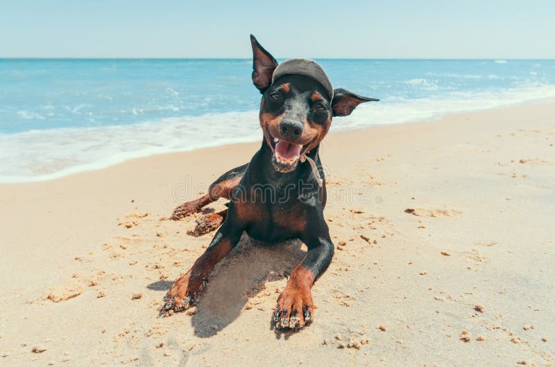 Miniaturowy szczeniak pinscher na plaży przy niebieskiej laguni. Miniaturowy szczeniak pinscher na plaży przy okazji wakacji w ośrodku niebieskiego laguny