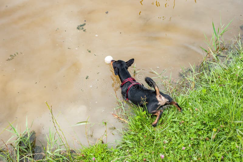 MiniaturPincherHund, Der Im Sonnenlicht Das Schauen Des Neugierigen