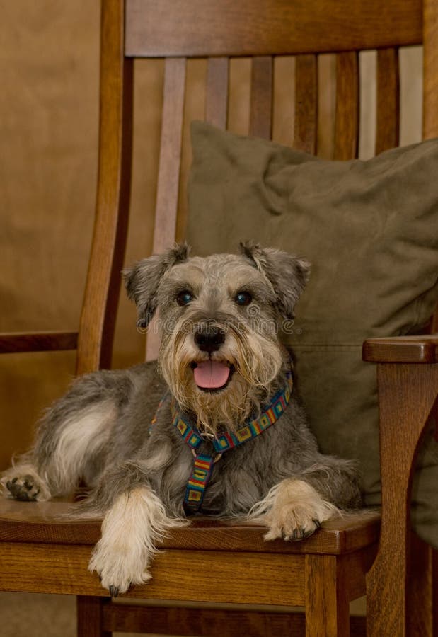 Miniature schnauzer dog laying on a wooden rocking chair indoors. Portrait of a pampered pet. Miniature schnauzer dog laying on a wooden rocking chair indoors. Portrait of a pampered pet.