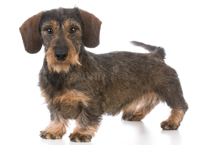 Miniatuur wirehaired tekkel stock fotografie Miniatuur wirehaired tekkel stock fotografie