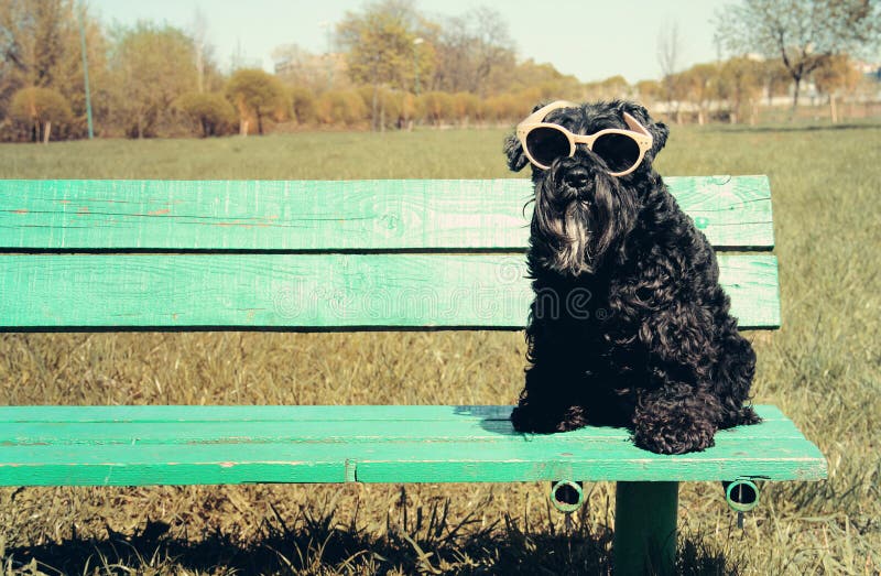 Download Miniatuurschnauzer Met Zonnebril Stock Foto - Afbeelding bestaande uit sluit, dier: 54093056