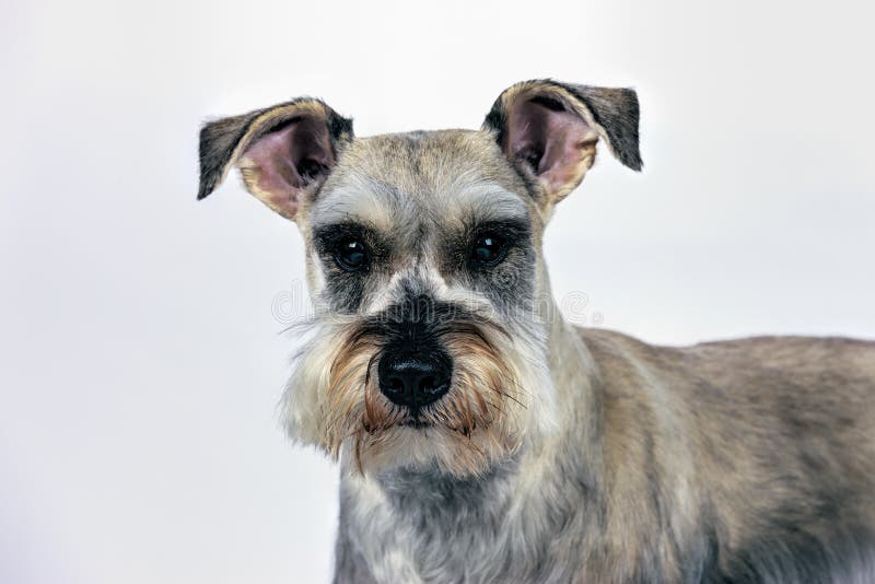 Miniatyrschnauzer mot vit bakgrund arkivfoto Miniatyrschnauzer mot vit bakgrund arkivfoto