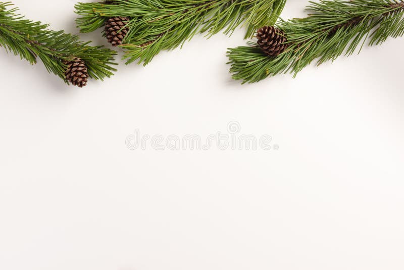 Minimal Christmas concept. Spruce branches with cones, on a white background