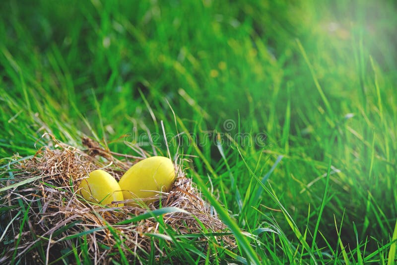 Minimal Easter banner. Two yellow colored eggs lying inside nest on green meadow in nature. Easter egg hunt royalty free stock photography