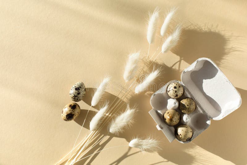 Minimal Easter card with white dried bunny tail grass and quail eggs on natural beige background stock images