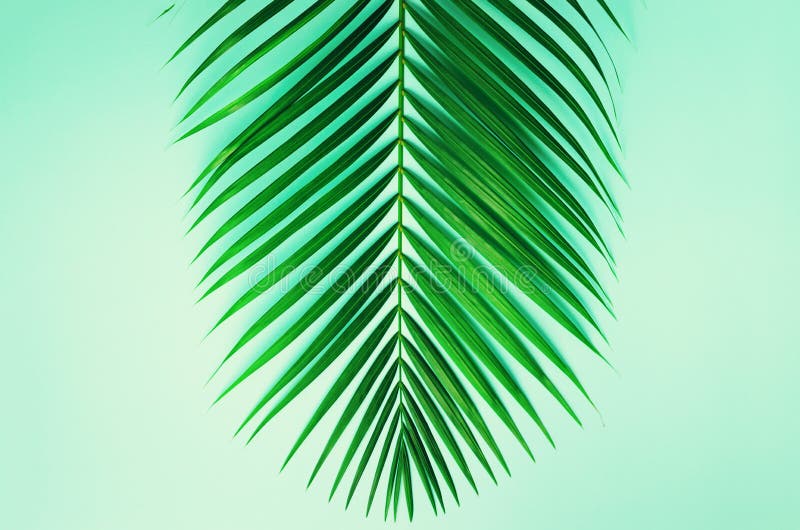 Minimal summer concept. Top view green leaf on punchy pastel paper. Creative flat lay with copy space. Tropical palm. Modern, minimalist.