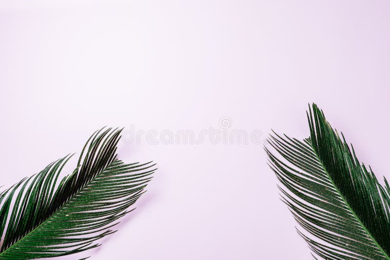 Minimale Zusammensetzung mit grünem Palmenurlaub auf rosa Hintergrund AR lizenzfreie stockbilder Minimale Zusammensetzung mit grünem Palmenurlaub auf rosa Hintergrund AR lizenzfreie stockbilder
