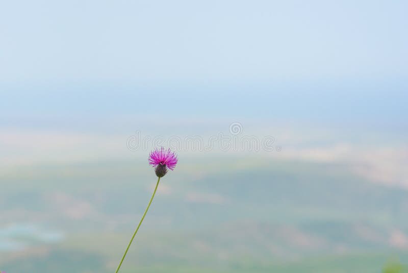 Minimalism, lonely flower of a thistle royalty free stock images Minimalism, lonely flower of a thistle royalty free stock images