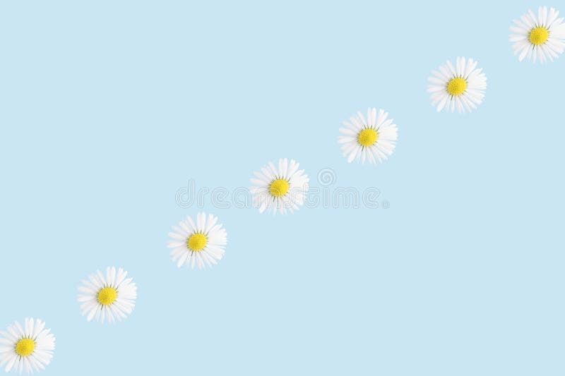 Minimalist daisy pattern on blue background. royalty free stock photos