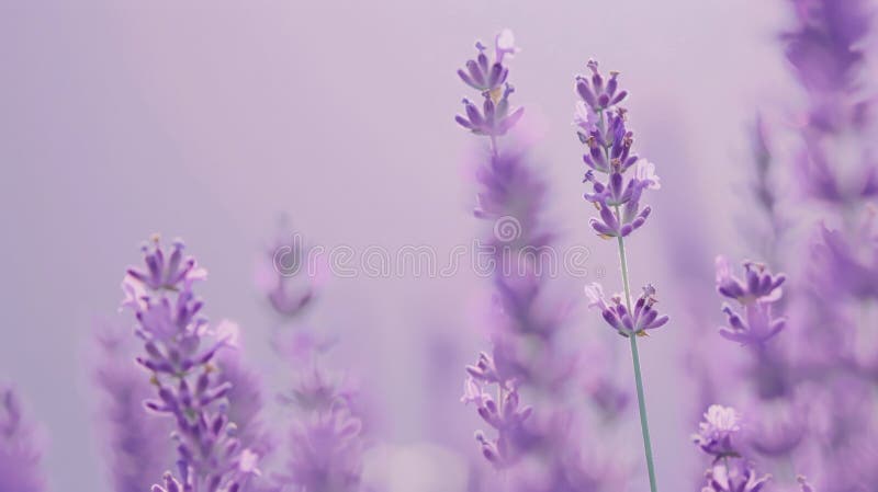 Un fond de levănțică minimalist, cu o culoare solidă netedă, fără textură sau tipare. a stock image