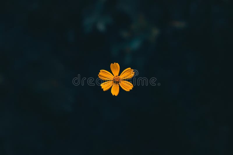 A minimalist nature photograph featuring a close-up of a yellow flower floating against a dark background, emphasizing a