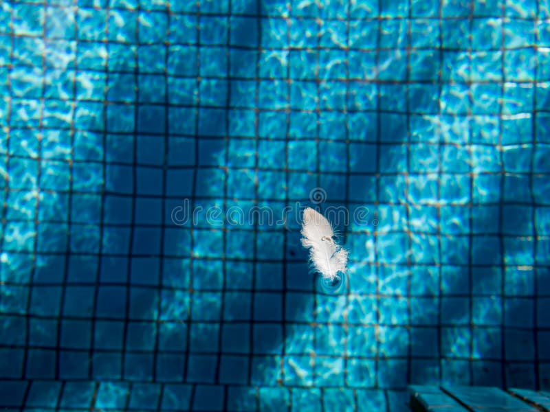 Minimalist picture of white feather bird floating blue ripped water in swimming pool with ceramic tile mosaic in background