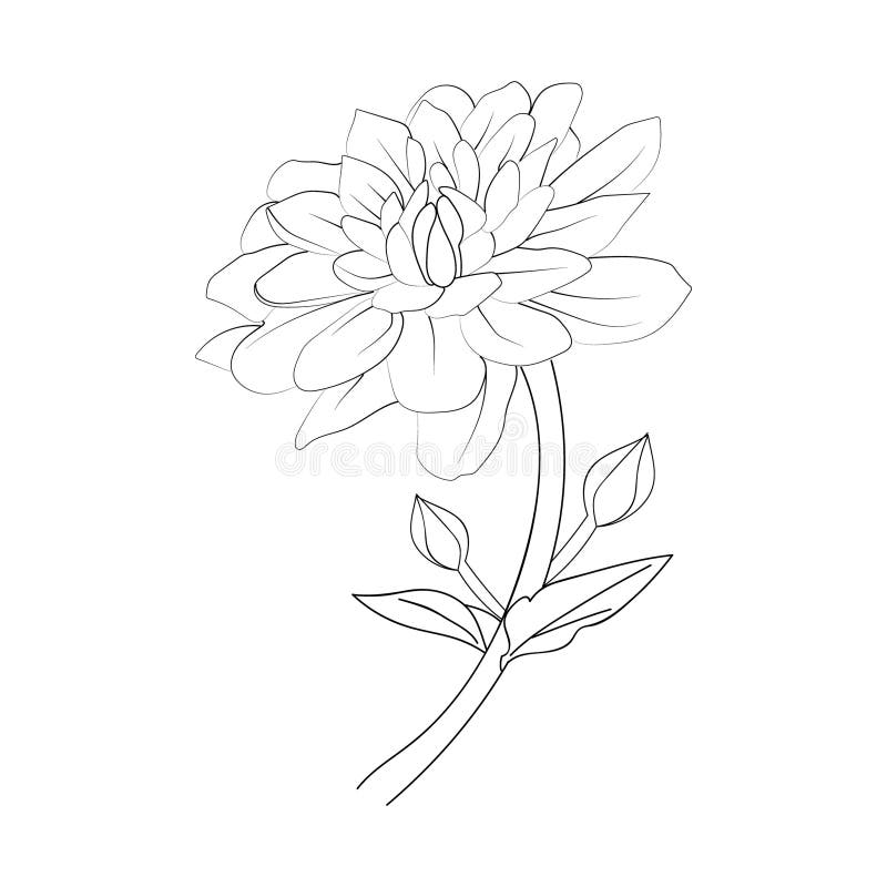 Minimalist Simple Chrysanthemum Tattoo, Outline Dahlia Flower Vector ...