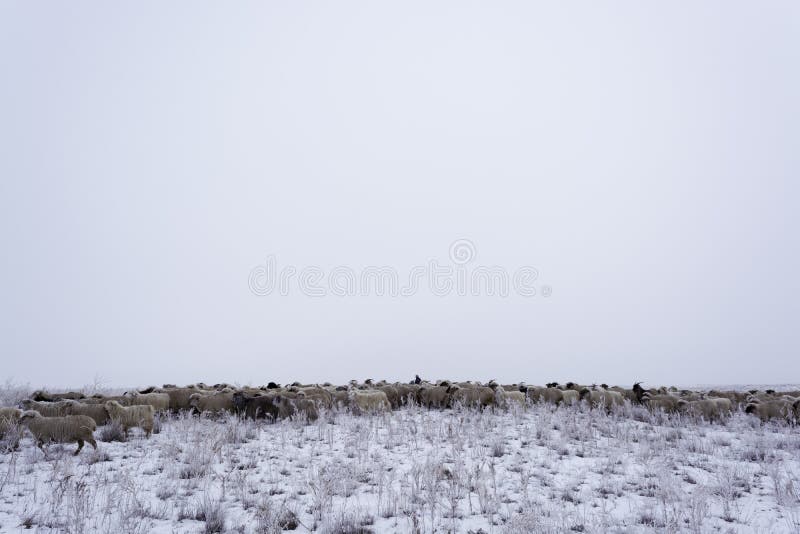 _ minimalista Monochromatyczny szary niebo Baca z kierdlem Koczowniczy gospodarstwo domowe Kazachstan fotografia stock _ minimalista Monochromatyczny szary niebo Baca z kierdlem Koczowniczy gospodarstwo domowe Kazachstan fotografia stock
