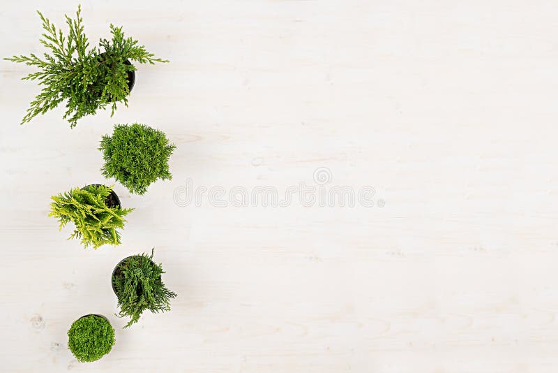Minimalistic decoratieve grens van groene naaldboominstallaties in potten hoogste mening over witte houten raadsachtergrond Lege royalty-vrije stock fotografie Minimalistic decoratieve grens van groene naaldboominstallaties in potten hoogste mening over witte houten raadsachtergrond Lege royalty-vrije stock fotografie