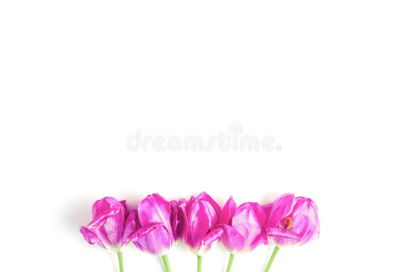 Minimalistic simple flower arrangement. beautiful bright pink tulips on a white background.
