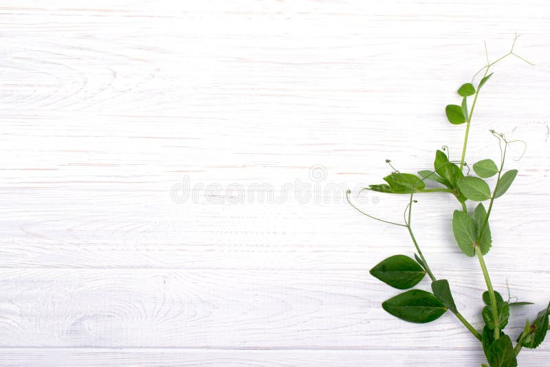 Minimalistic skład z gałąź zielony groch na białym drewnianym stole obrazy royalty free Minimalistic skład z gałąź zielony groch na białym drewnianym stole obrazy royalty free