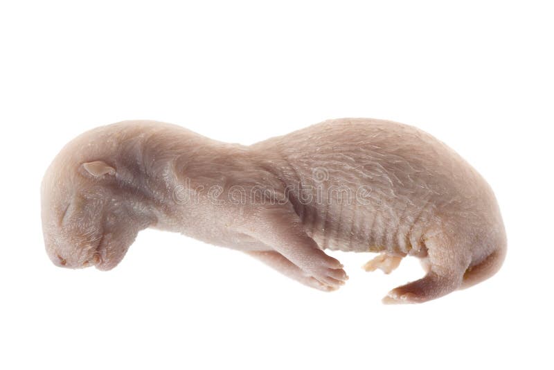 Mink embryo royalty free stock photo