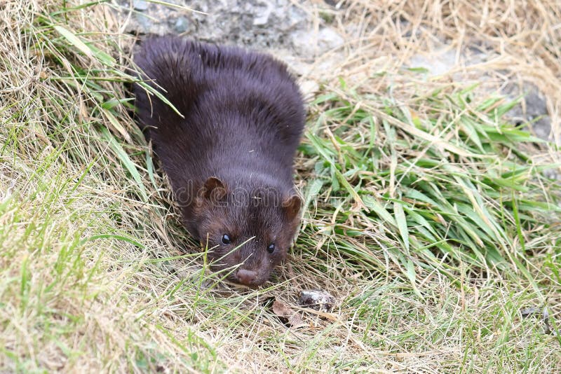 Mink Sneaking from Burrow. Mustela Lutreola - Wild Predatory Furry Animal  Hunting in Natural Habitat. Stock Image - Image of small, wild: 163793331