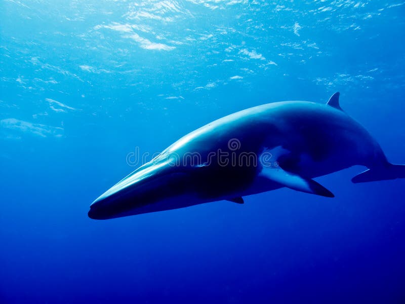 Minke Whale. A huge Minke whale swims toward the Photographer. Australia. GBR Minke Whale. A huge Minke whale swims toward the Photographer. Australia. GBR