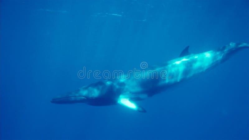 A minke whale undersea, Antarctic Peninsula royalty free stock photography A minke whale undersea, Antarctic Peninsula royalty free stock photography