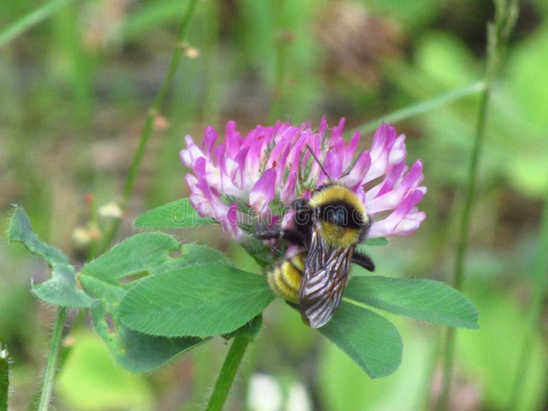 Minnesota Honey Bee stock photo. Image of honey, necter 154311538