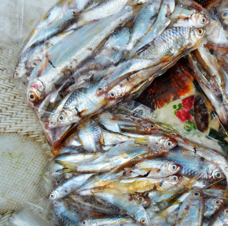 Minnow Fish stock photo. Image of profile, swim, people 44060244