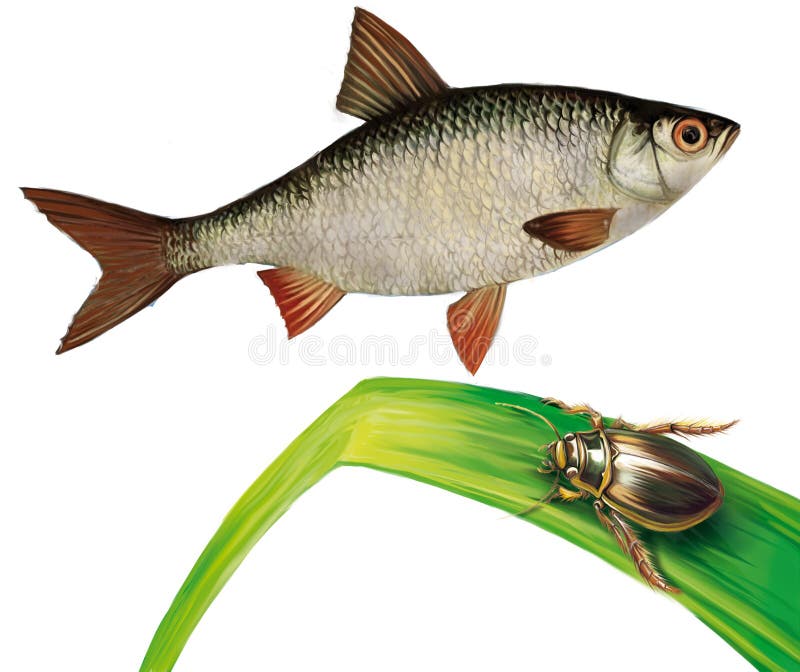 Minnow Stock Illustrations – 1,152 Minnow Stock Illustrations