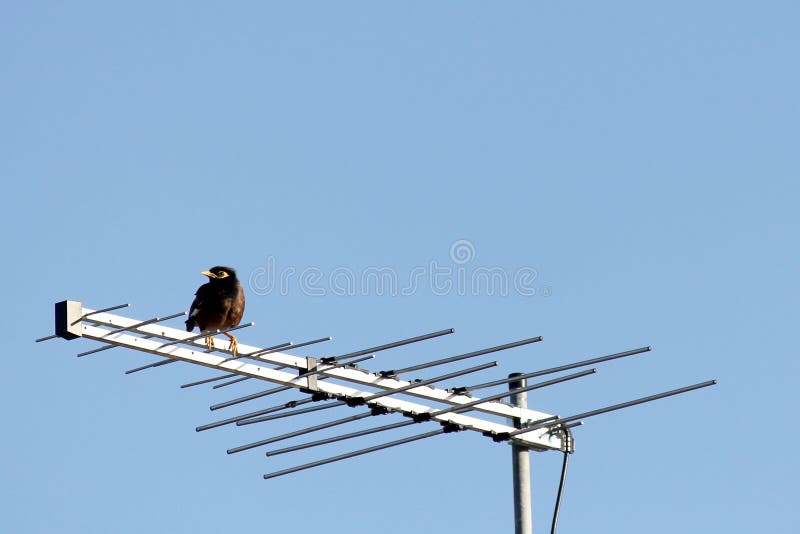 Minor Bird Sitting on TV Antenna Stock Photo Image of painted, blank
