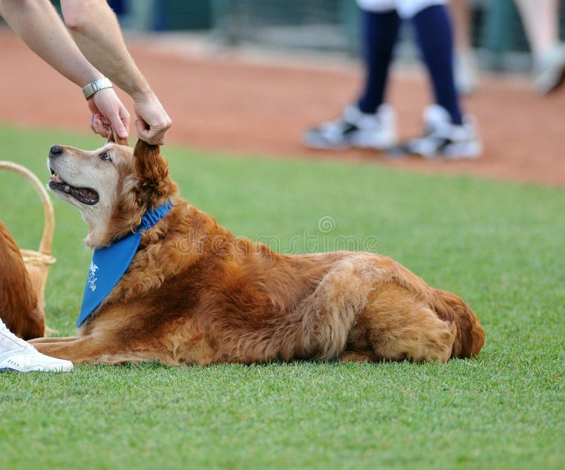 Minor League Baseball Dog Mascot Editorial Photo Image of sports