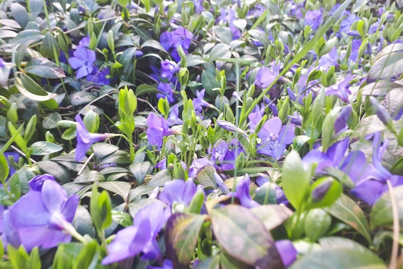 Minore comune della vinca della pianta della vinca immagine stock