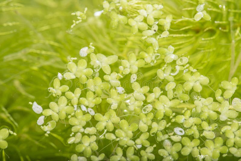 Lemna minor - lenticchia d'acqua fotografia stock