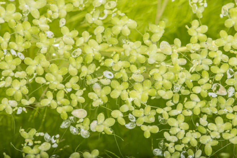 Lemna minor - lenticchia d'acqua fotografia stock libera da diritti