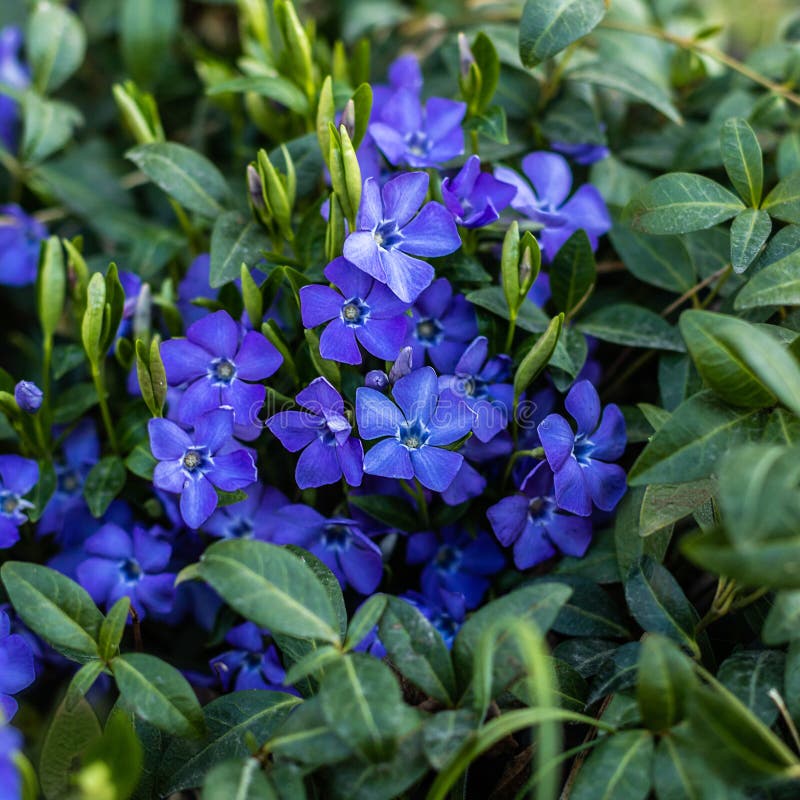 MINORE DELLA VINCA Pianta della vinca Fiori blu della sorgente fotografie stock libere da diritti MINORE DELLA VINCA Pianta della vinca Fiori blu della sorgente fotografie stock libere da diritti