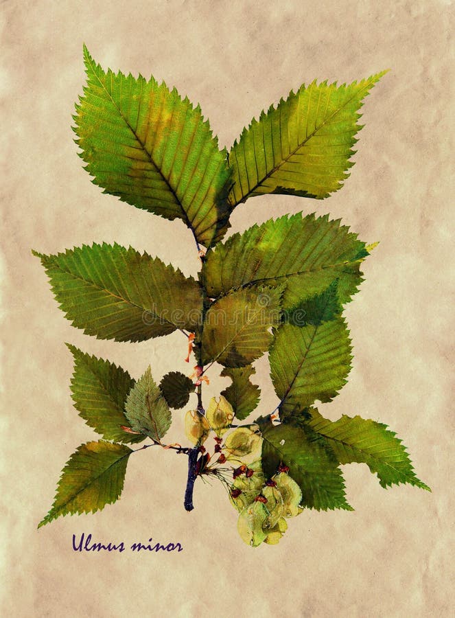 Minore di ulmus in erbario fotografie stock Minore di ulmus in erbario fotografie stock